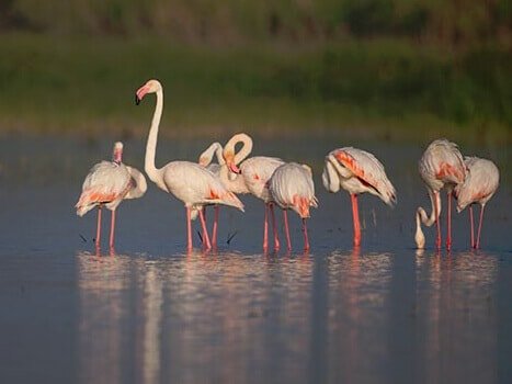 Best Time To Visit Bhigwan Bird Sanctuary In Marathi