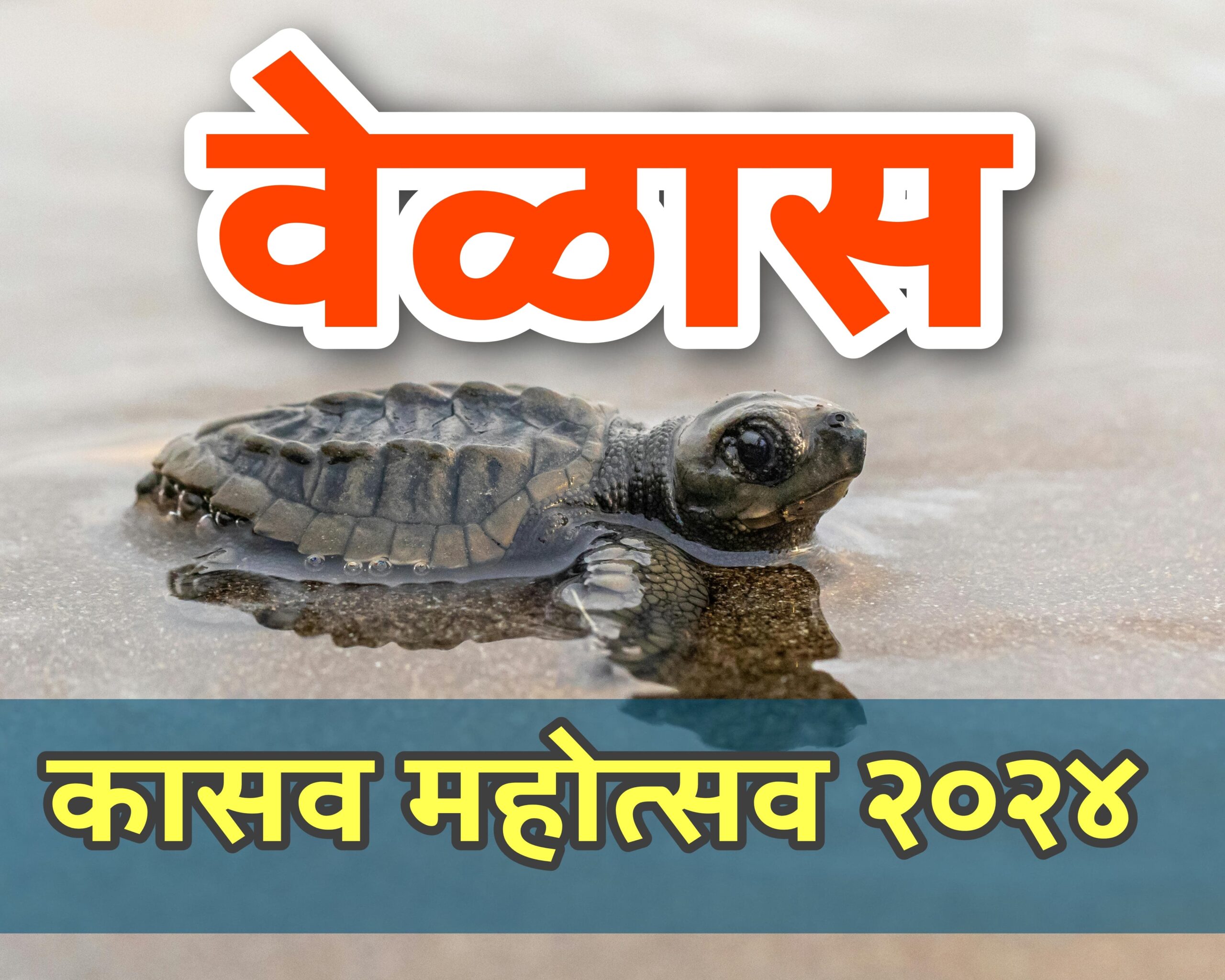 Velas Turtle Festival Kokan Maharashtra Marathi