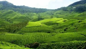 Kerala Tourist Places